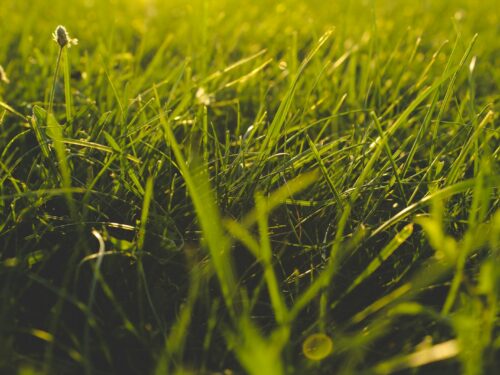 close up photography of grass field