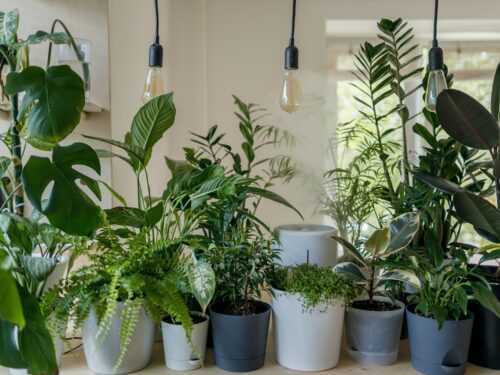 green plant in white ceramic pot