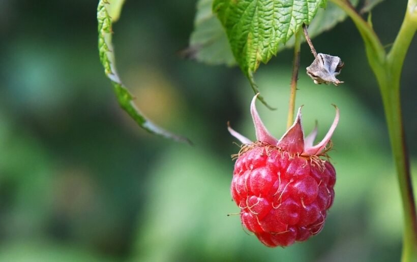 Avietės: produkto nauda ir žala, maistinė vertė, kaip išsirinkti ir kaip laikyti %d0%bb%d0%b5%d1%82%d0%be-%d0%b2-%d1%81%d0%b8%d0%b1%d0%b8%d1%80%d1%81%d0%ba%d0%be%d0%b9-%d1%82%d0%b0%d0%b9%d0%b3%d0%b5