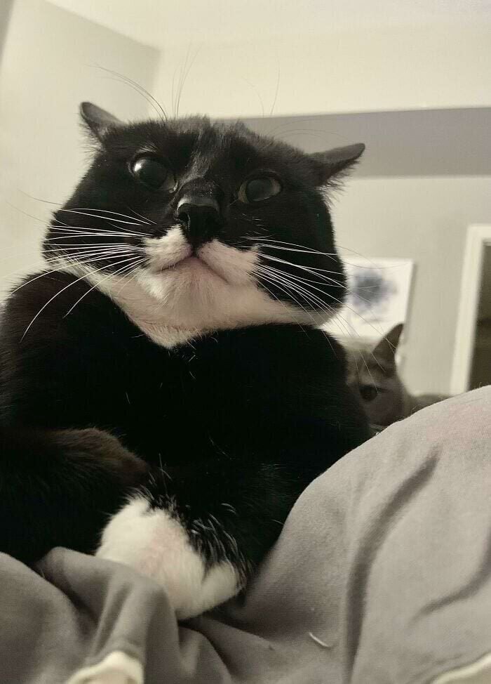 17 keistų kačių, kurios savo kvailumą pakėlė į visiškai naują lygį 9106599