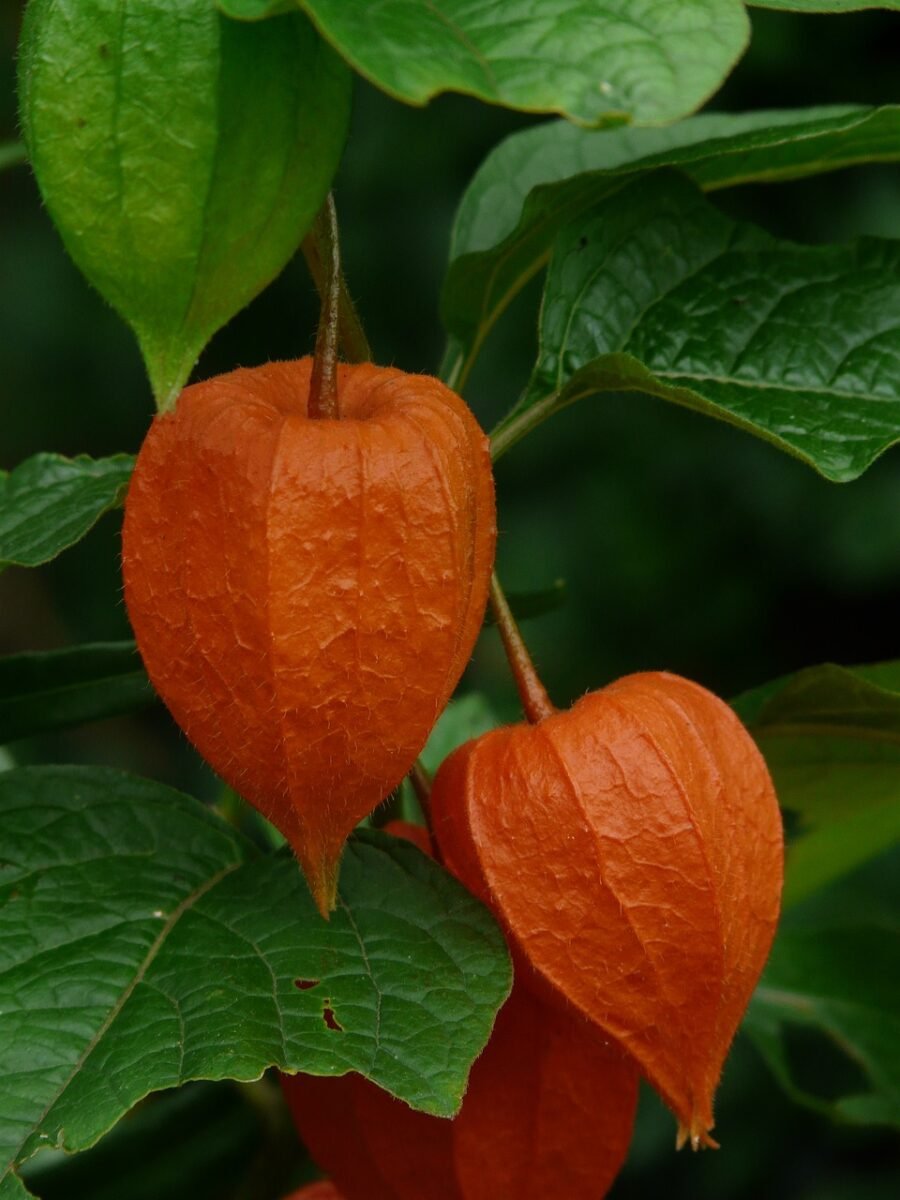 lampion flower, physalis alkekengi, ornamental plant, bladder cherry, physalis, nightshade plant, solanaceae, nature, flower, sepals, flower wallpaper, chalice, beautiful flowers, flower background, fruit shell, orange, flora, cut flower