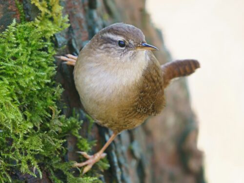 brown bird on green tree