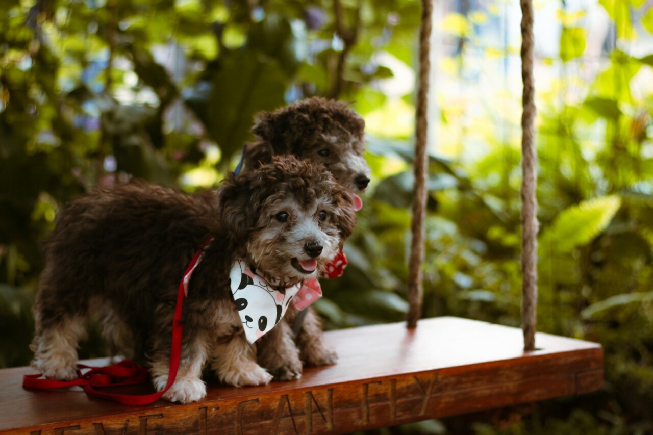 brown and white long coat small dog on brown wooden fence during daytime