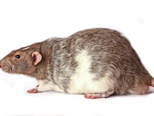 a rodent with a white background