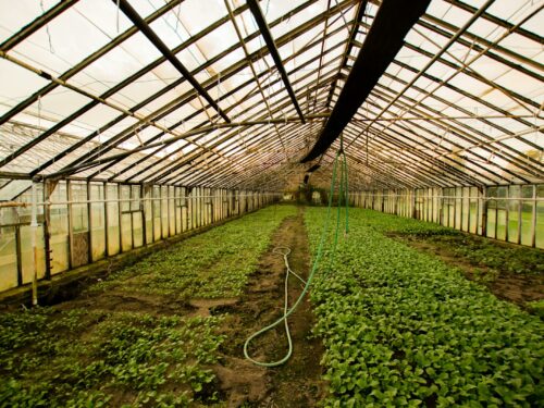 greenhouse interior