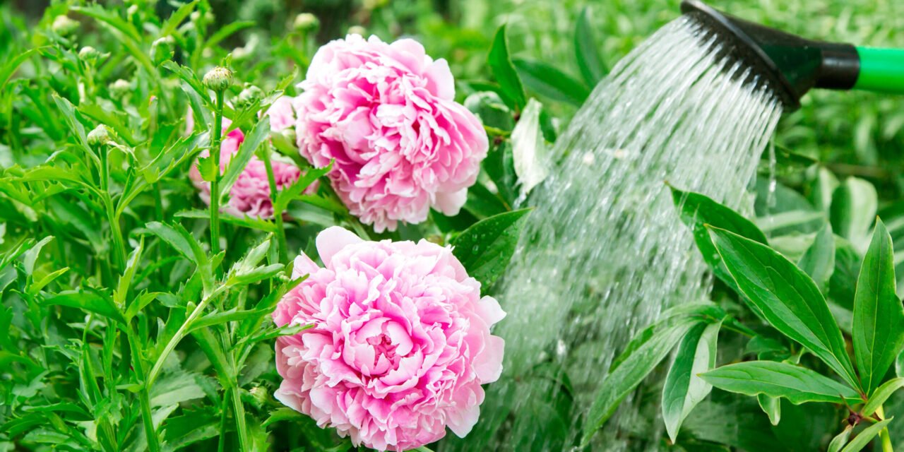 Kaip maitinti bijūnus, kad jie nuostabiai žydėtų