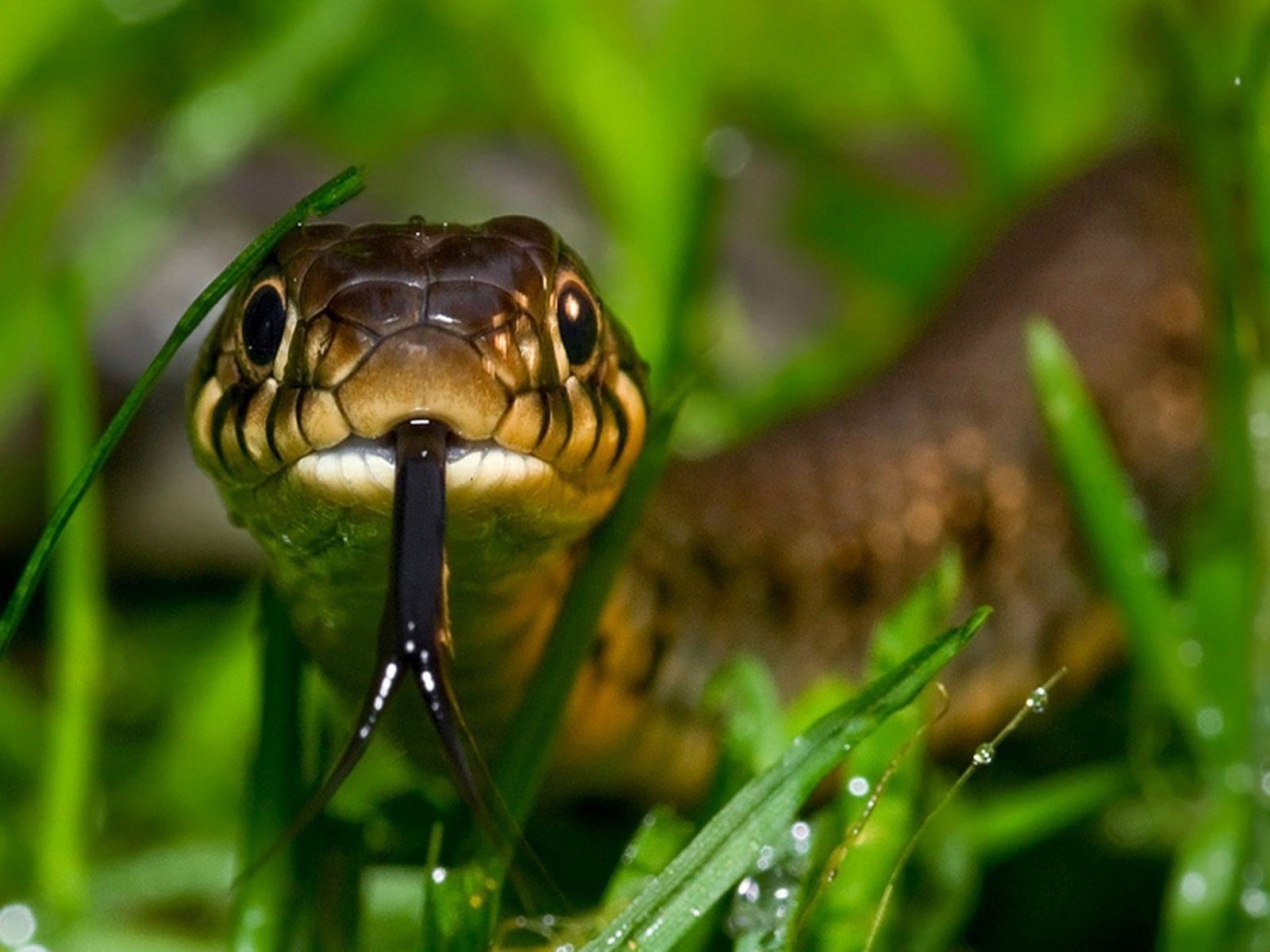 Cute little snakes.jpg