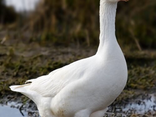 Žąsys Lietuvoje ir žąsis Martynui (II dalis)