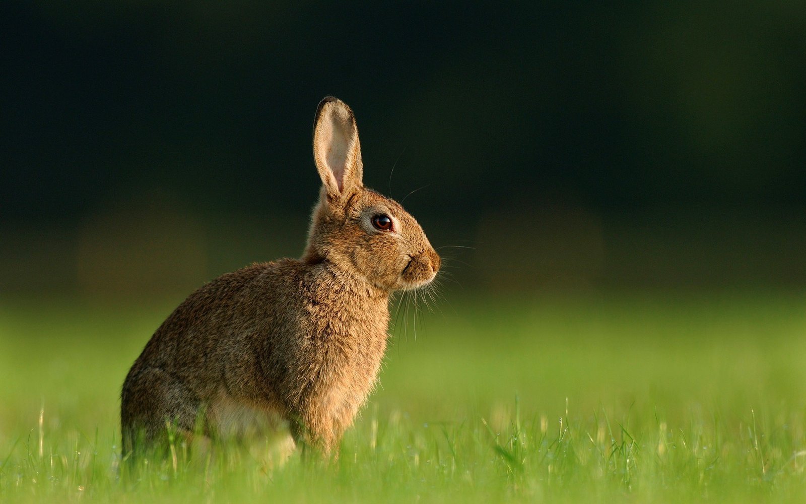 Indian Gray Rabbit in Garden.jpg