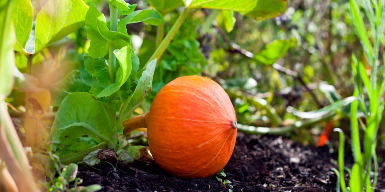 Kaip auginti moliūgą atvirame lauke