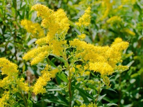 Paprastoji rykštenė – vaistažolė inkstams