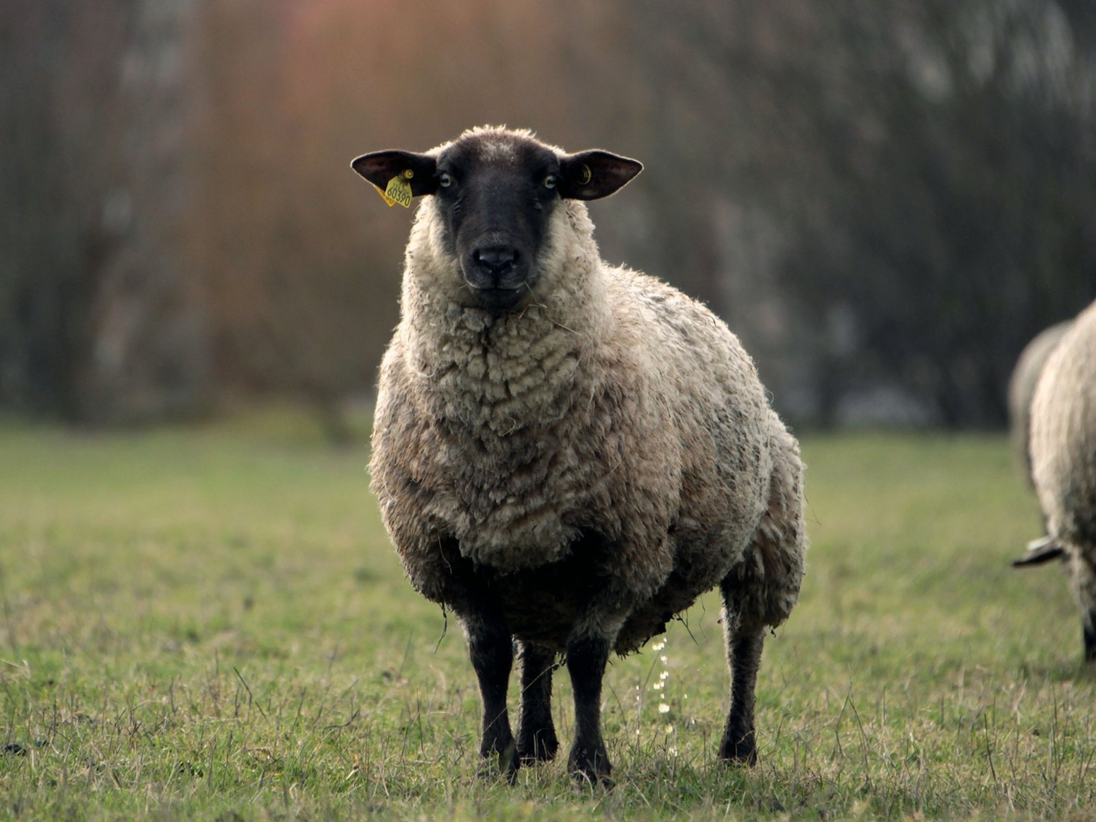 Sheep.jpg