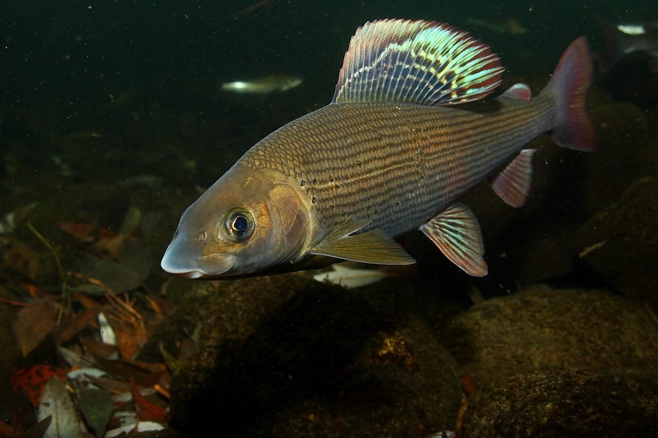 Muselinė kiršlių žvejyba. Naudingi patarimai