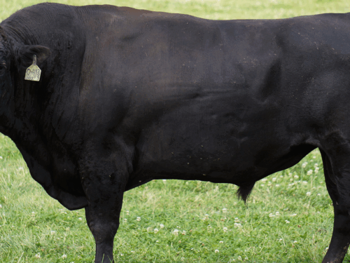 Ar bus Lietuvoje marmurinės mėsos?