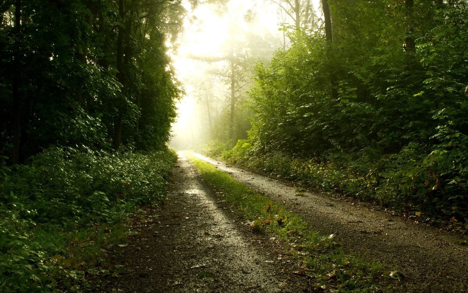 A way to go green forest.jpg