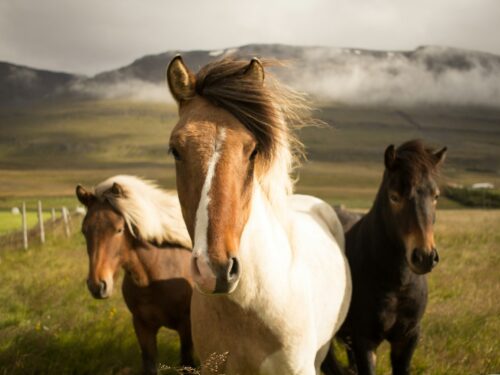 three assorted-color horses running away from a mountain