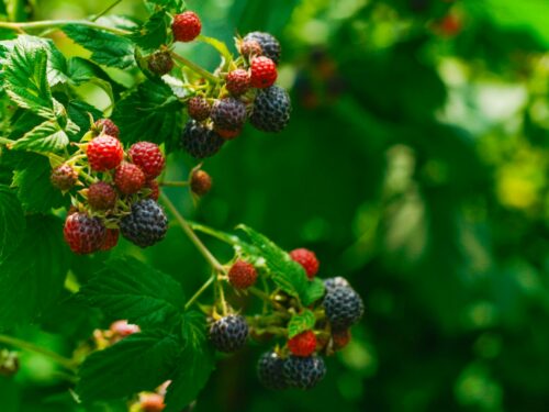 a bunch of berries hanging from a tree