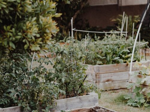 green plants on brown wooden crate