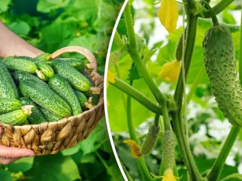 Kada sėti agurkus lauke? Kaip paruošti lysves agurkų sodinimui lauke ir kokias veisles rinktis agurkų sėjimui lauke? Lauke augančių agurkų tręšimas ir papildomos pastabos, auginantiems agurkus lauke.