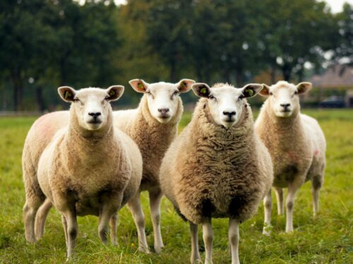 four lambs on ground