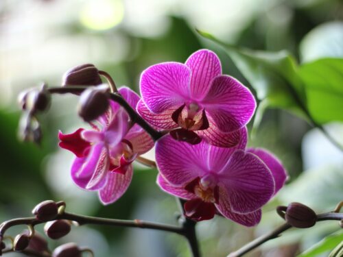 a close up of a purple flower on a branch