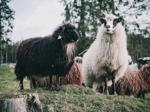 black and white sheep