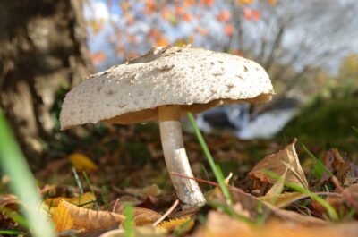 A white mushroom sitting on the ground next to a tree