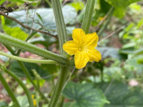 a close up of a yellow flower on a plant