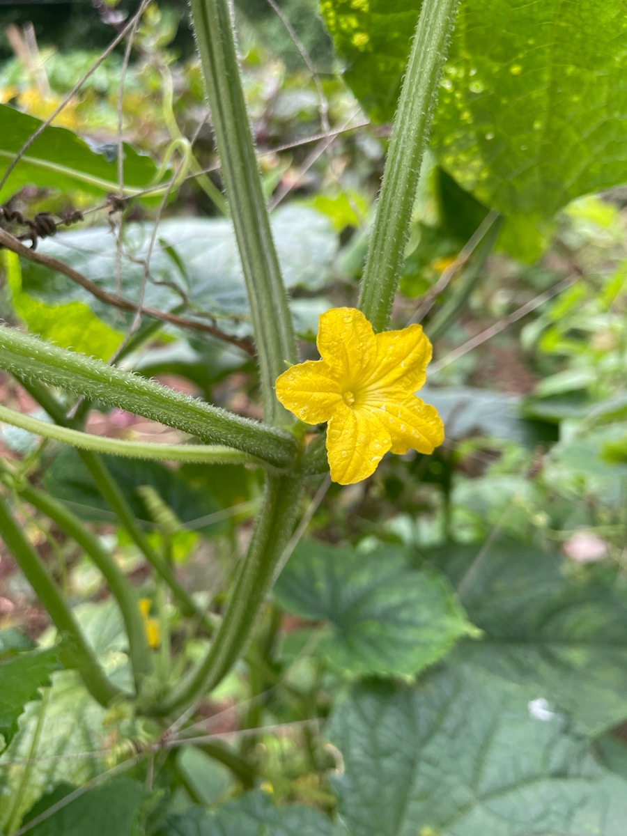 a close up of a yellow flower on a plant