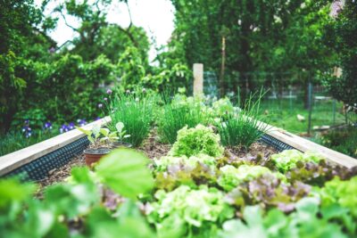 green plants on black metal train rail during daytime