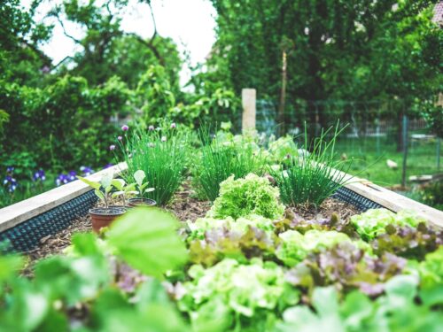 green plants on black metal train rail during daytime