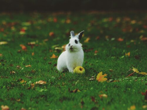 white rabbit standing on grass