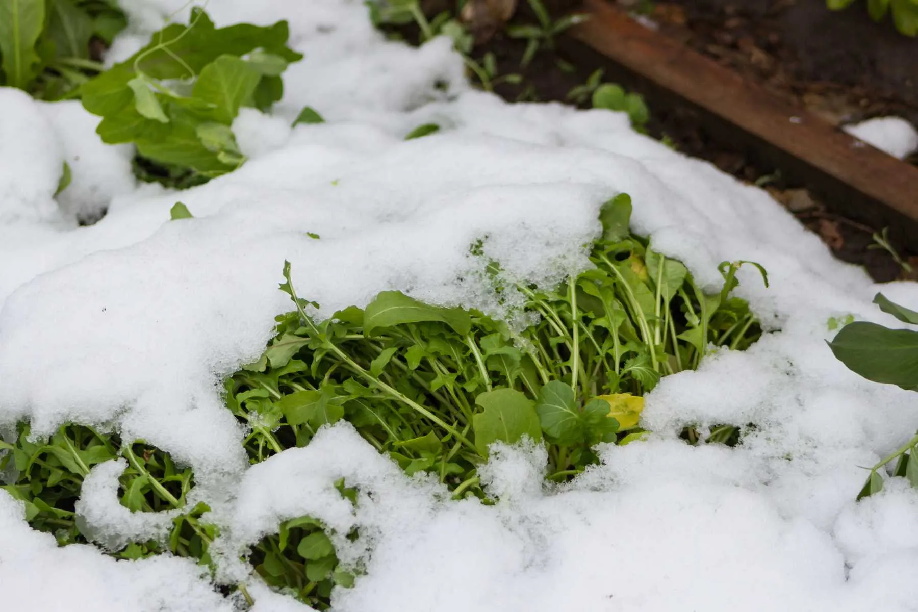 Cold weather crops