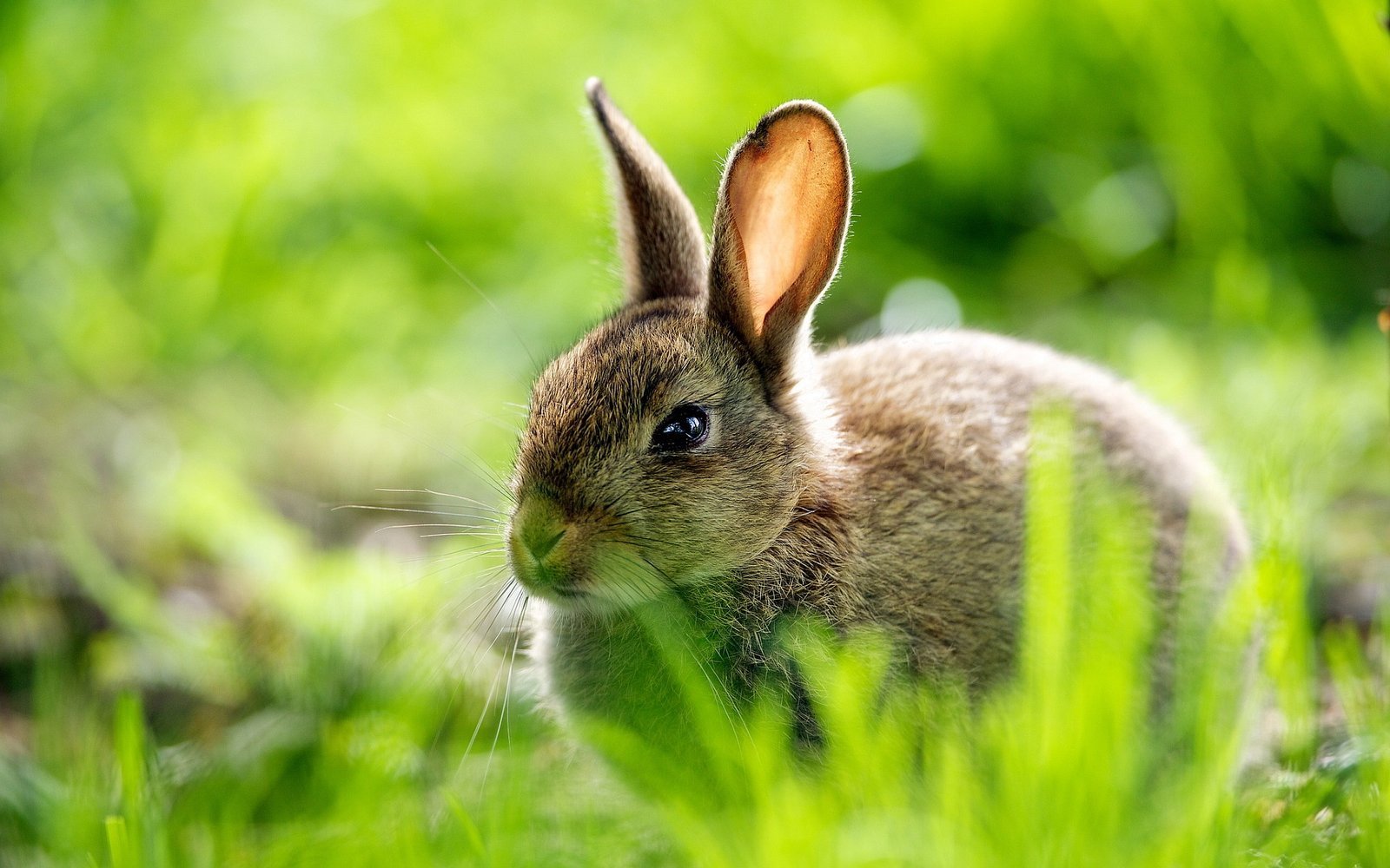 Cute rabbit grass.jpg