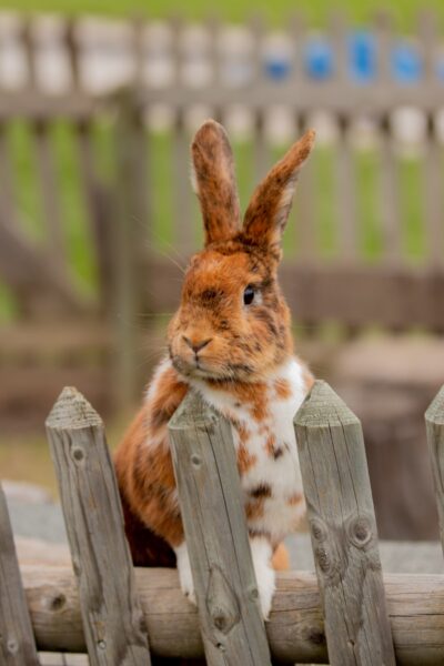 white and brown rabbit on grey fence