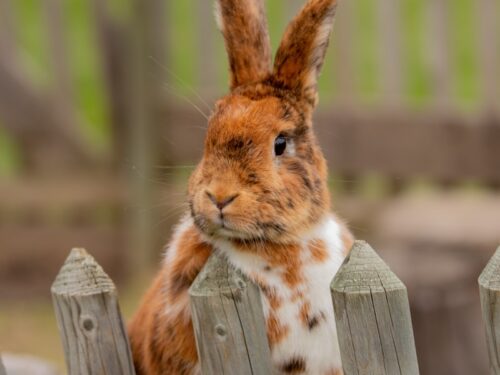 white and brown rabbit on grey fence