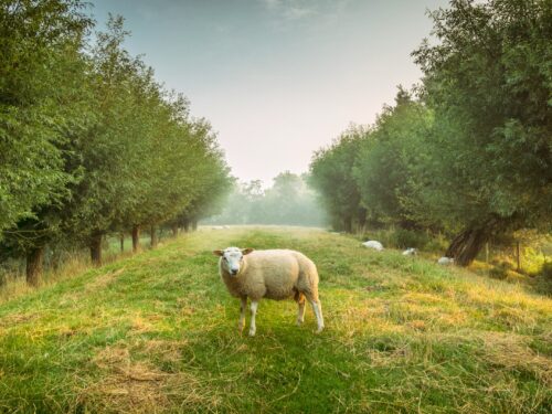 sheep standing between trees