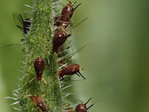 A group of red bugs sitting on top of a green plant