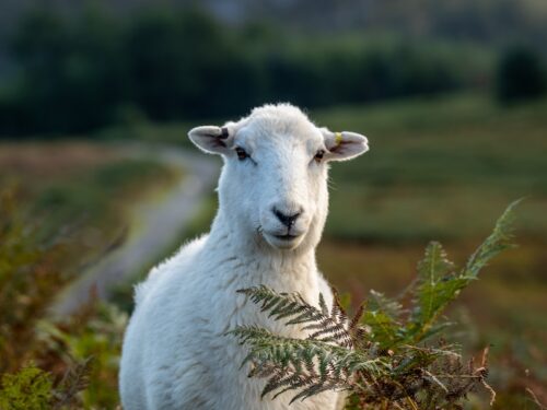 a white sheep standing on top of a lush green field