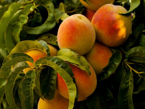 unharvested ripe peach fruits at daytime