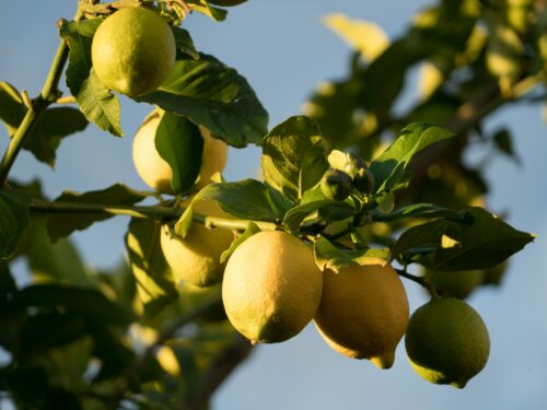 yellow round fruits on tree during daytime