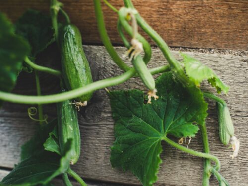 a cucumber on a table