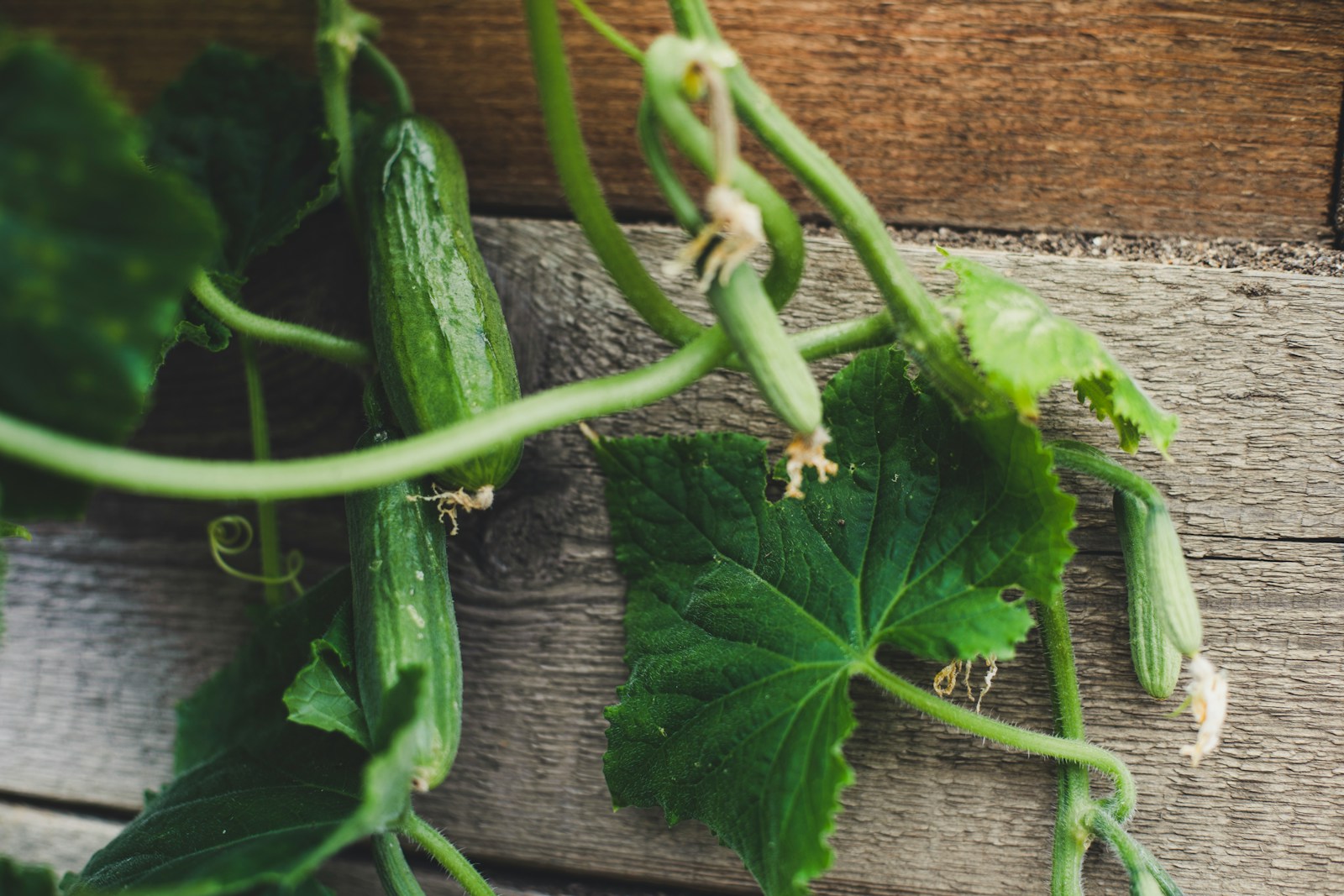 a cucumber on a table