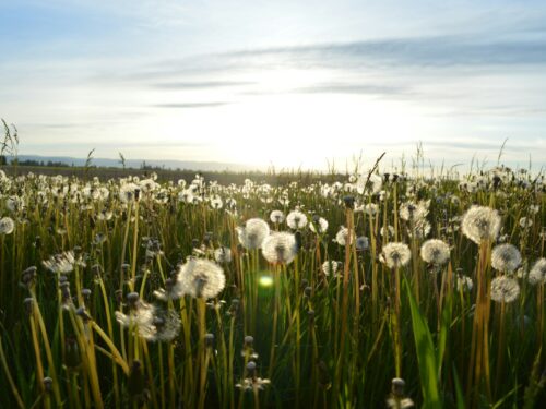 dandelion flower on green grass field