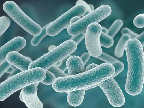 Probiotikų savybės (4) Lactobacillus acidophilus