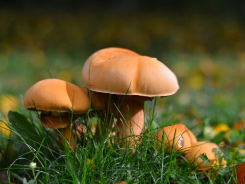 closeup photography of brown mushroom