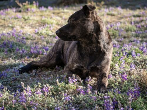 a large brown bear laying in a field of purple flowers