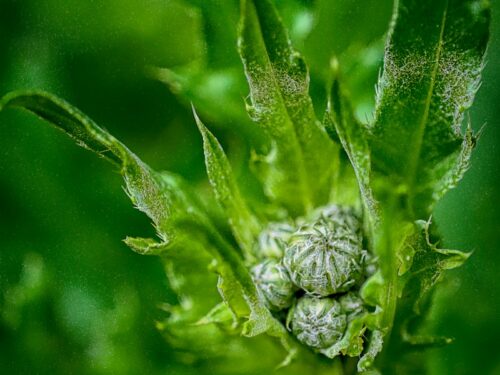 green plant in macro lens