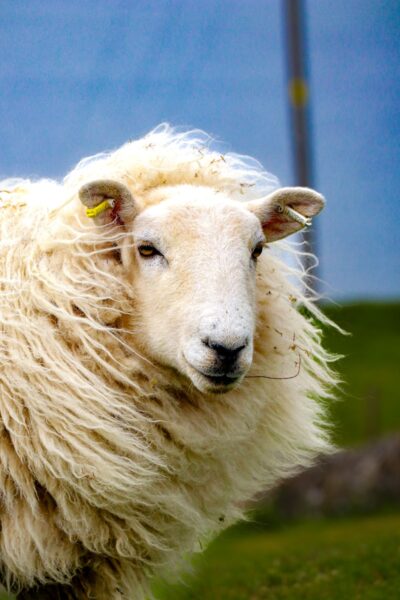 A sheep with shaggy hair standing in a field