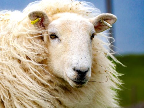 A sheep with shaggy hair standing in a field